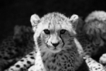 Cheetah serious